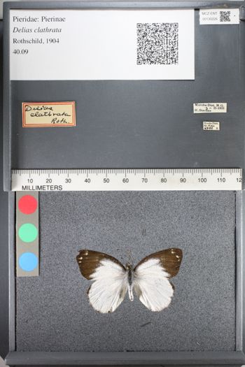 Media type: image;   Entomology 130226